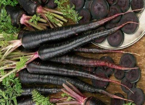 خرید و قیمت هویج سیاه در ایران + فروش عمده